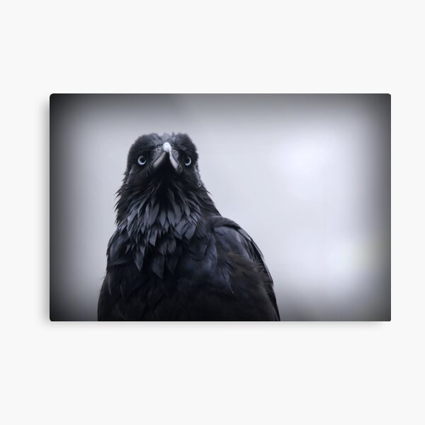 Crow protector Metal Print