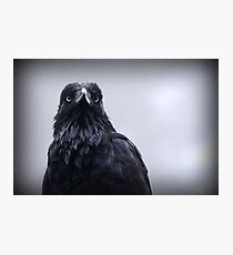 Crow protector Photographic Print