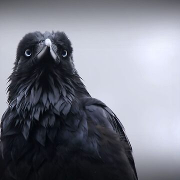 Artwork thumbnail, Crow protector by Robyn Lakeman