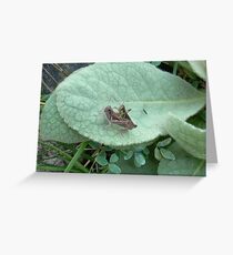 Grasshoppers Greeting Card