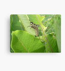 Caterpillar Canvas Print