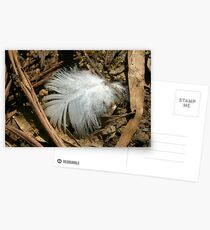 Feather Postcards
