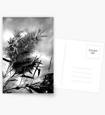 Bottle Brush Storm Postcards