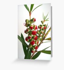 Bottle Brush Greeting Card