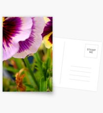 Pansy with Spider Postcards
