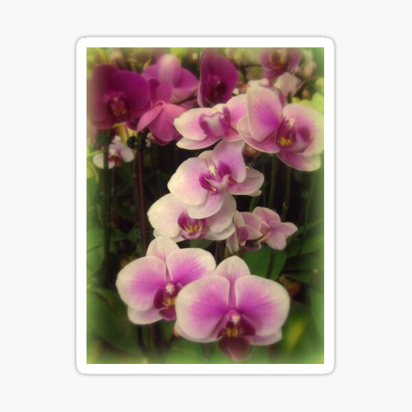 Item preview, Purple Orchids for My Love designed and sold by Miriam Danar.