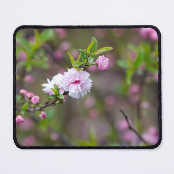 Item preview, Pink Flowering Almond Bloom designed and sold by mljdwhite.