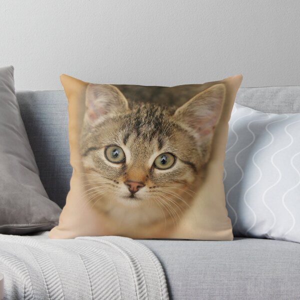 Kitten Throw Pillow