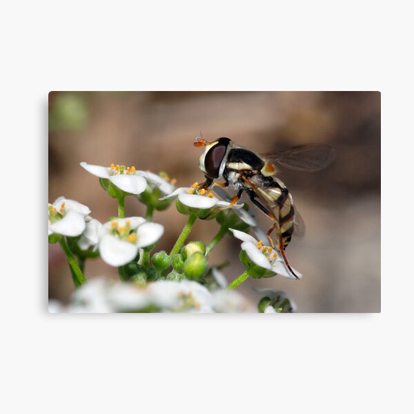 Hover Fly Canvas Print