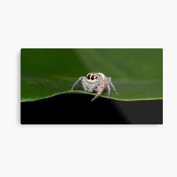 Cute Spider Metal Print