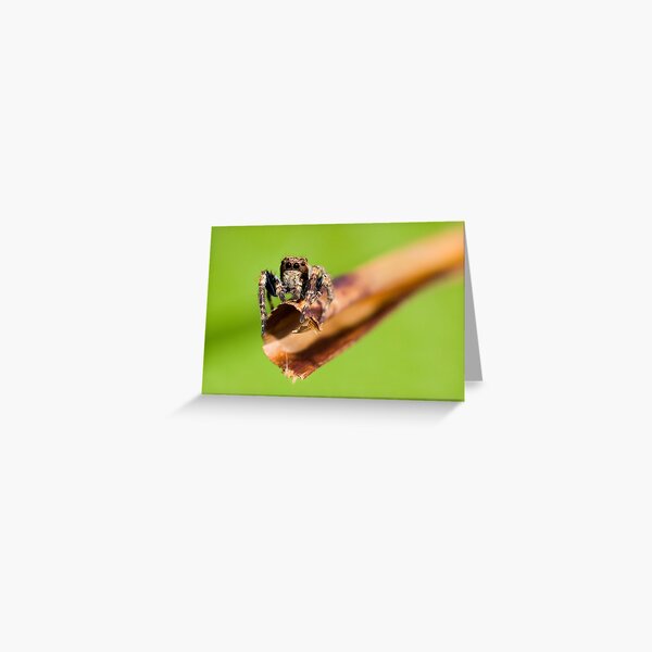 Cute Spider Greeting Card