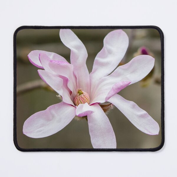Item preview, Pink Magnolia designed and sold by Cathy Donohoue.