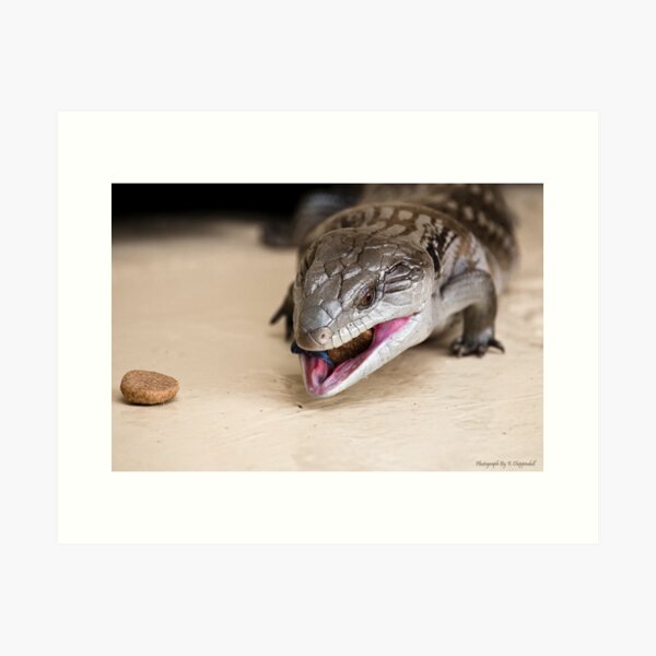 Item preview, Blue tongue lizard 001 designed and sold by kevin Chippindall.