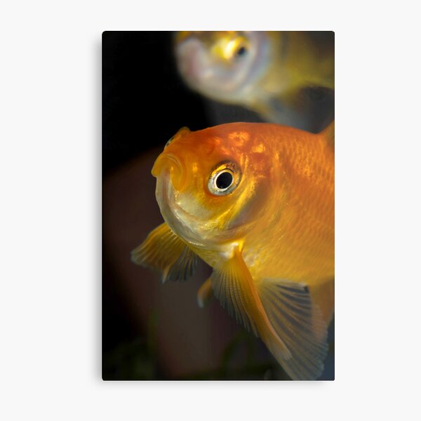 Gary the Goldfish Metal Print