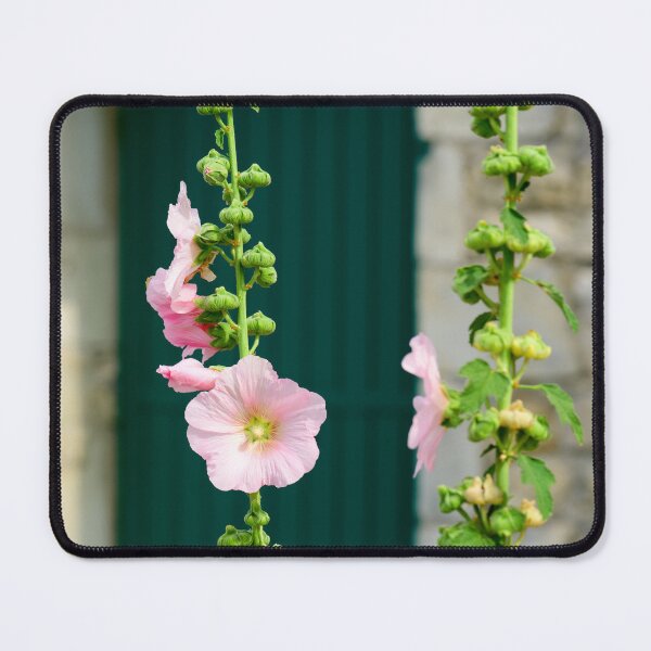 Item preview, Closeup of a Hollyhock designed and sold by FotoMahieu.