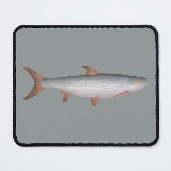 Item preview, Giant Salmon Carp designed and sold by fishfolkart.