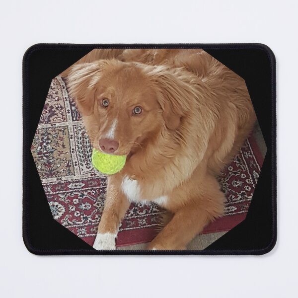 Item preview, My favourite ball, duck toller, nsdtr, toller lover designed and sold by TollerKing.