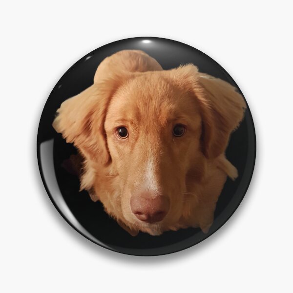 Item preview, Fully Focused, nova scotia duck tolling retriever, cute toller dog, nsdtr designed and sold by TollerKing.