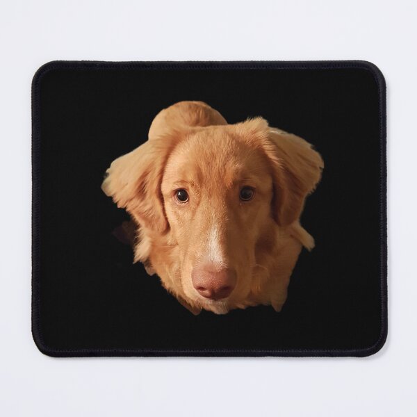 Item preview, Fully Focused, nova scotia duck tolling retriever, cute toller dog, nsdtr designed and sold by TollerKing.