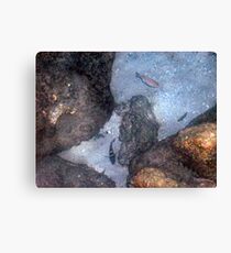 Fish Canvas Print