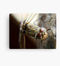 dragonfly1 Canvas Print