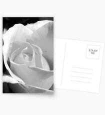 Black & White Rose Postcards