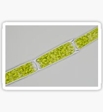 Green alga under microscope Sticker