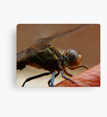 dragonfly4 Canvas Print