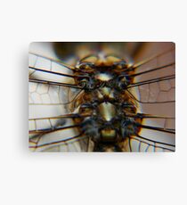 dragonfly6 Canvas Print