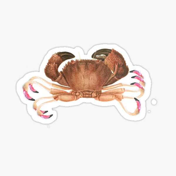 Flamingo Crab Sticker