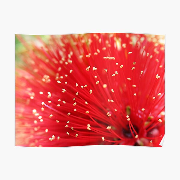 Western Australian Bottle-Brush Poster