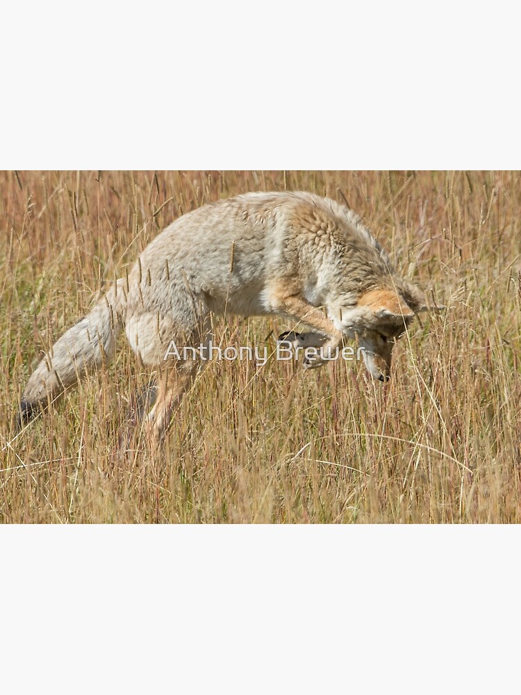 Coyote pounce by dailyanimals