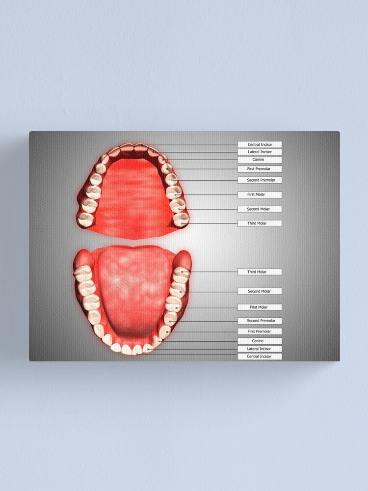 Human Teeth Structure With Labels Canvas Print By