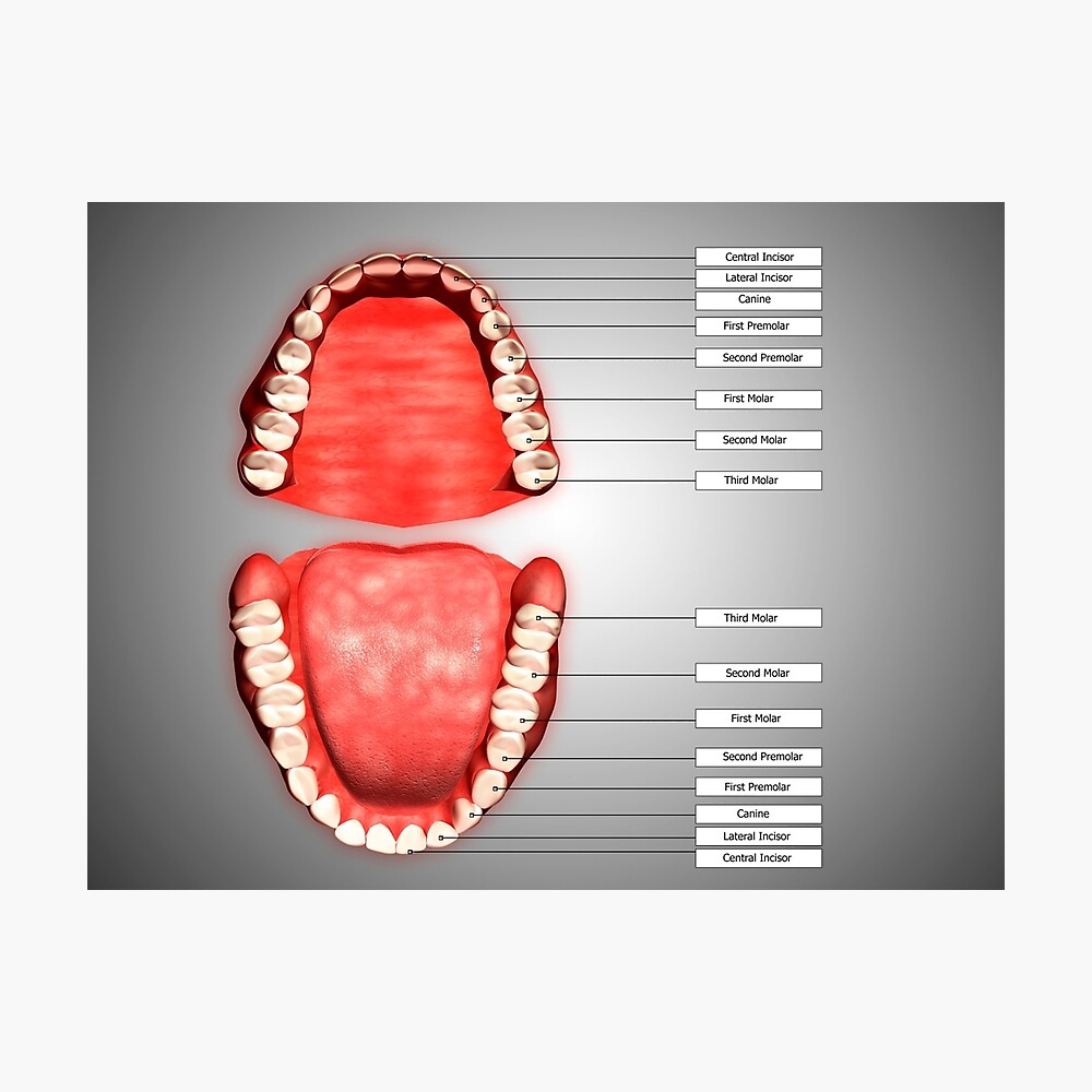 Human teeth structure with labels. Poster