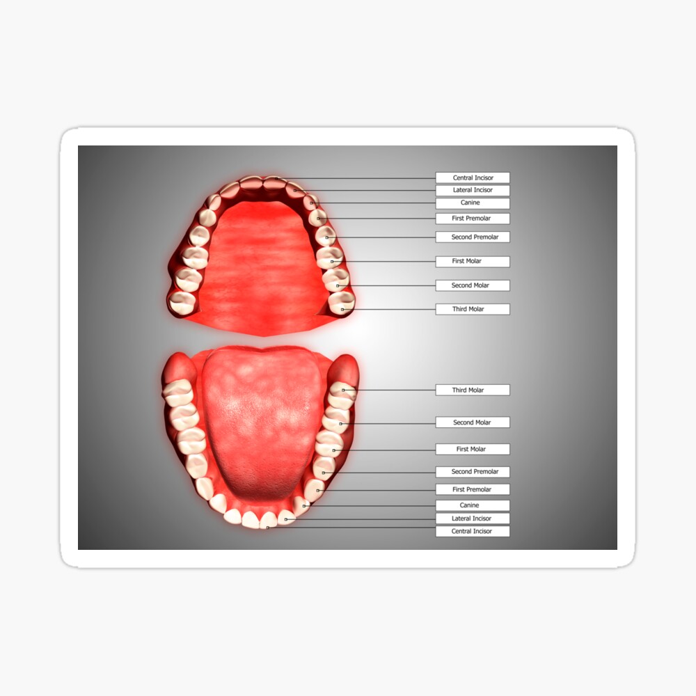 Human teeth structure with labels. Poster