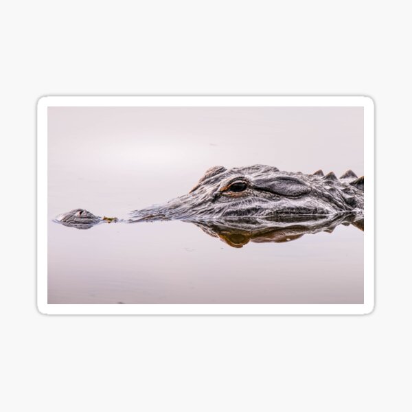 Gator Eye Sticker