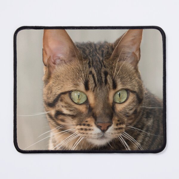Item preview, Bengal cat designed and sold by Goldenskik.