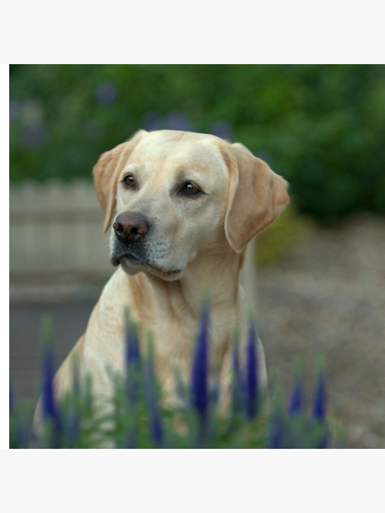 yellow labrador pillow