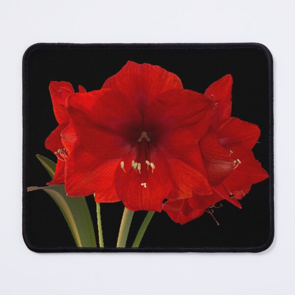 Item preview, Amaryllis designed and sold by Amanda1775.