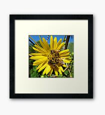 Popular Flower Framed Print