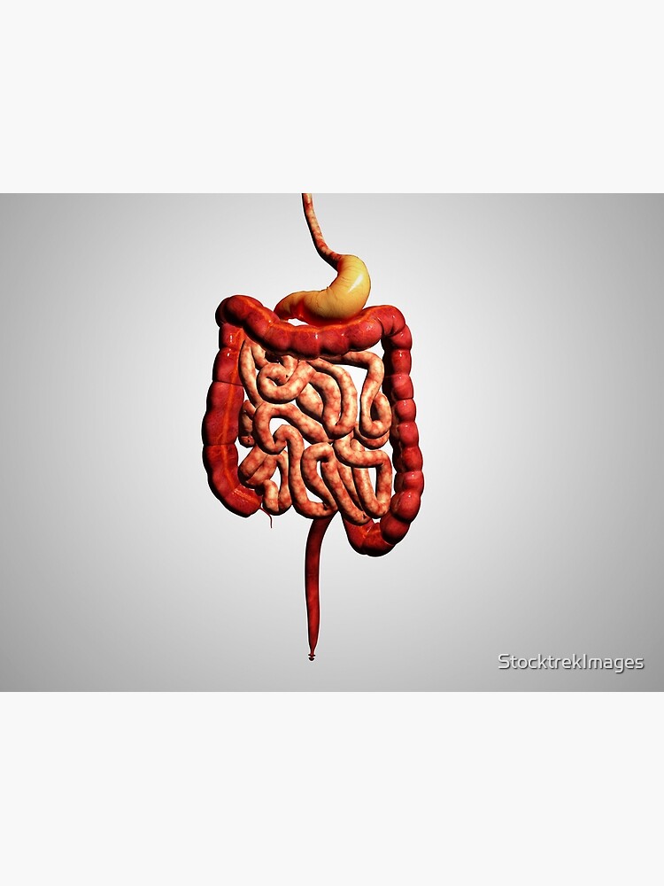 "Front View Of Human Digestive System." Poster For Sale By ...