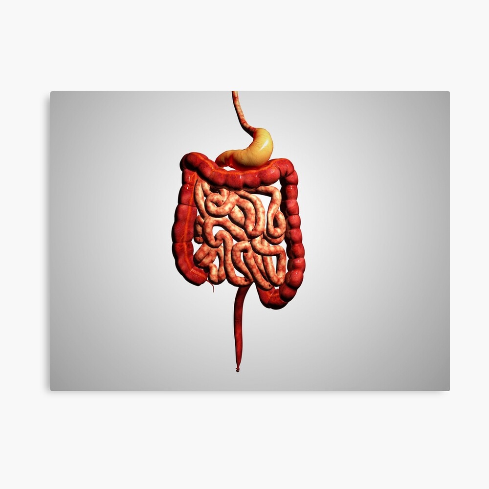Front view of human digestive system. Front view of human digestive system.