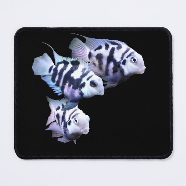 Item preview, POLAR BLUE PARROT FISH – ZEBRA CICHLID designed and sold by Danicus666.