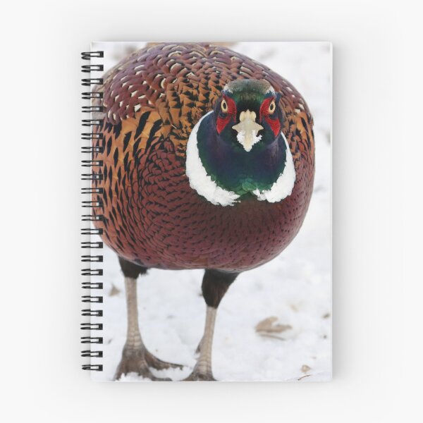 Item preview, Male Ring Necked Pheasant designed and sold by Alyce Taylor.