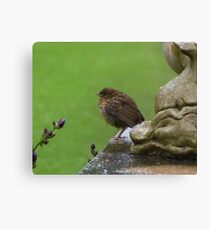 Baby Robin Canvas Print