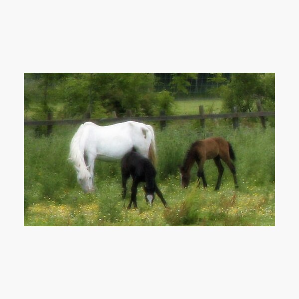 Connemara Mare Photographic Print