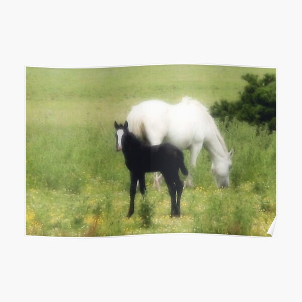 Mare & Foal Poster