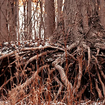 Artwork thumbnail, Spooky Tree Roots by Views4Days