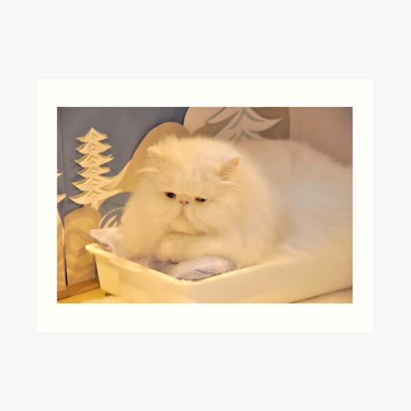 White Persian cat Art Print