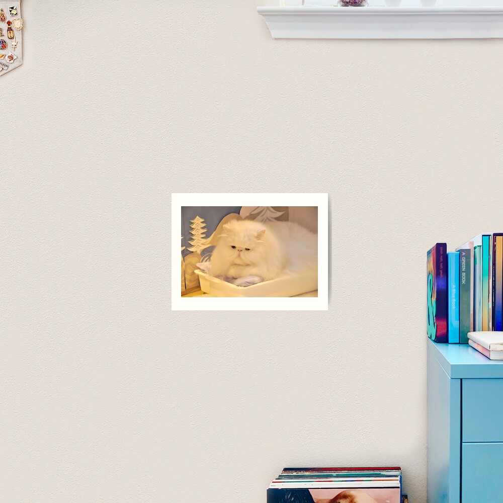 White Persian cat Art Print